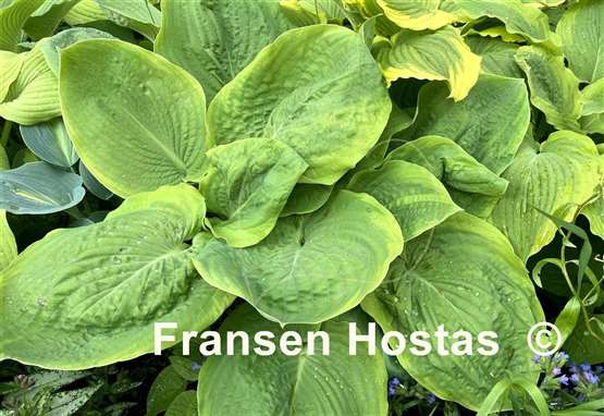 Hosta Sourpuss